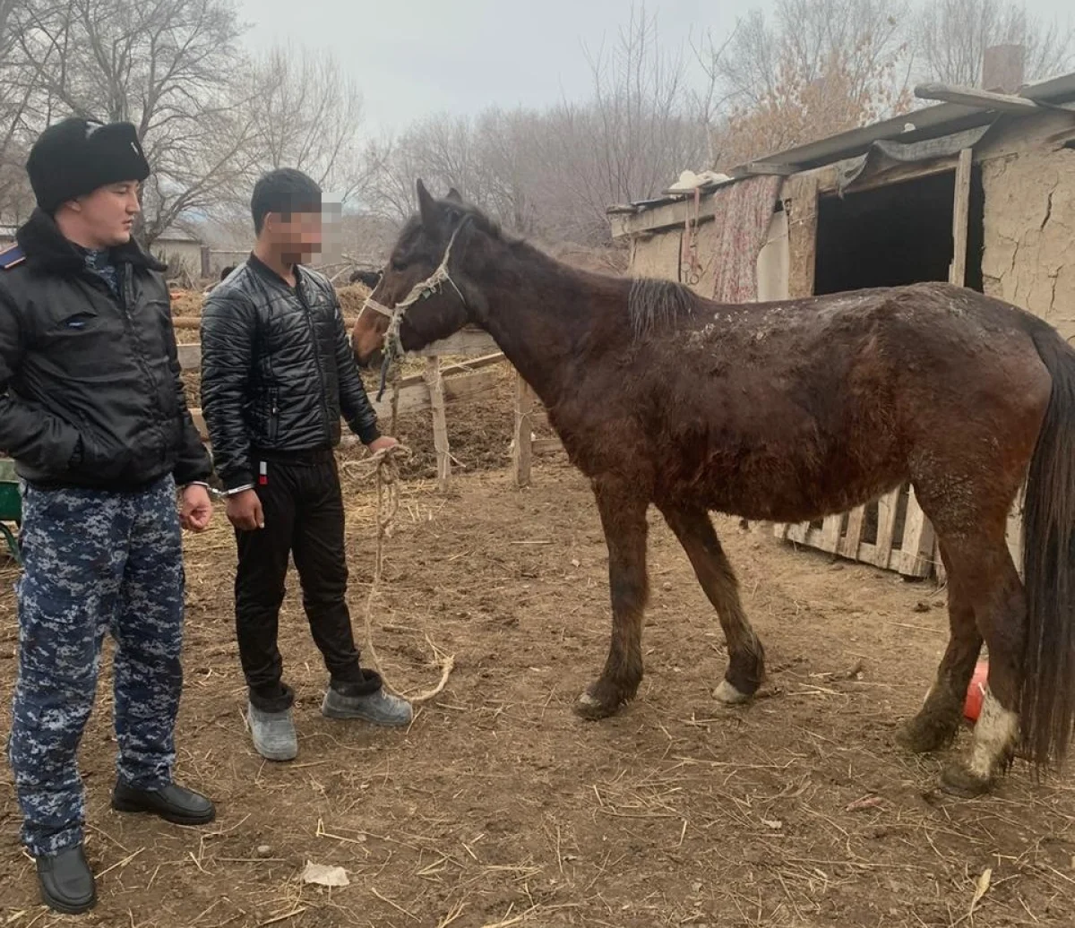 Алматы облысында ұзақ уақыт мал ұрлап келген қылмыстық топ ұсталды