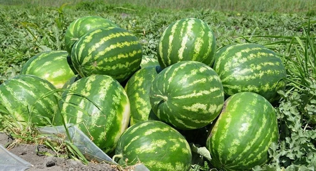 Қазақстан Ресейге 25 тонна қарбыз жөнелтті