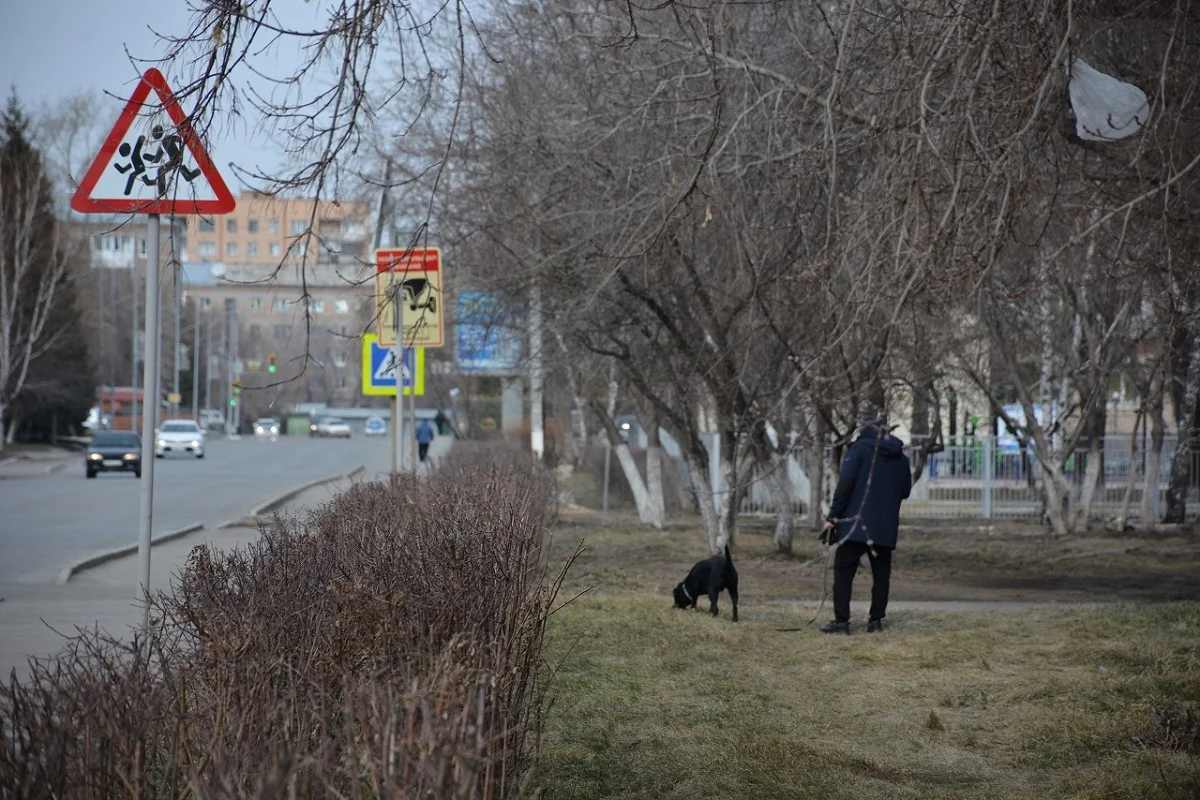 Итін өлтірген Петропавл тұрғыны жауапкершілікке тартылды