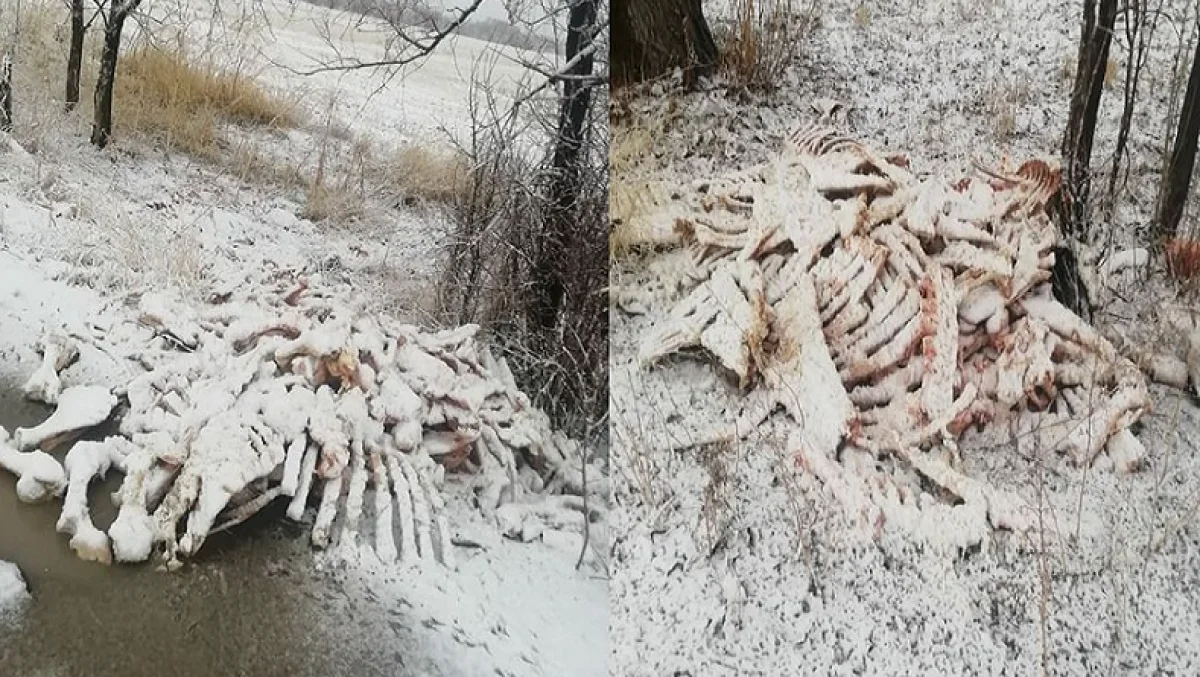 Алматы облысында белгісіз біреулер жол бойына жануарлар сүйегін шашып кеткен