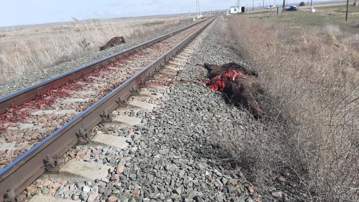 Павлодар облысында пойыз астында қалған жылқылардың иесі жауапқа тартылды