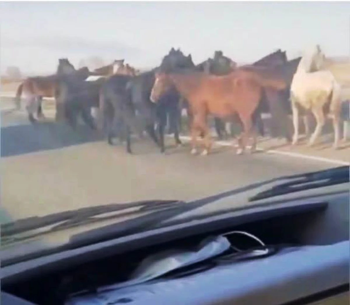 Павлодар облысында жылқыларын қараусыз жіберген тағы бір адам жазаланды