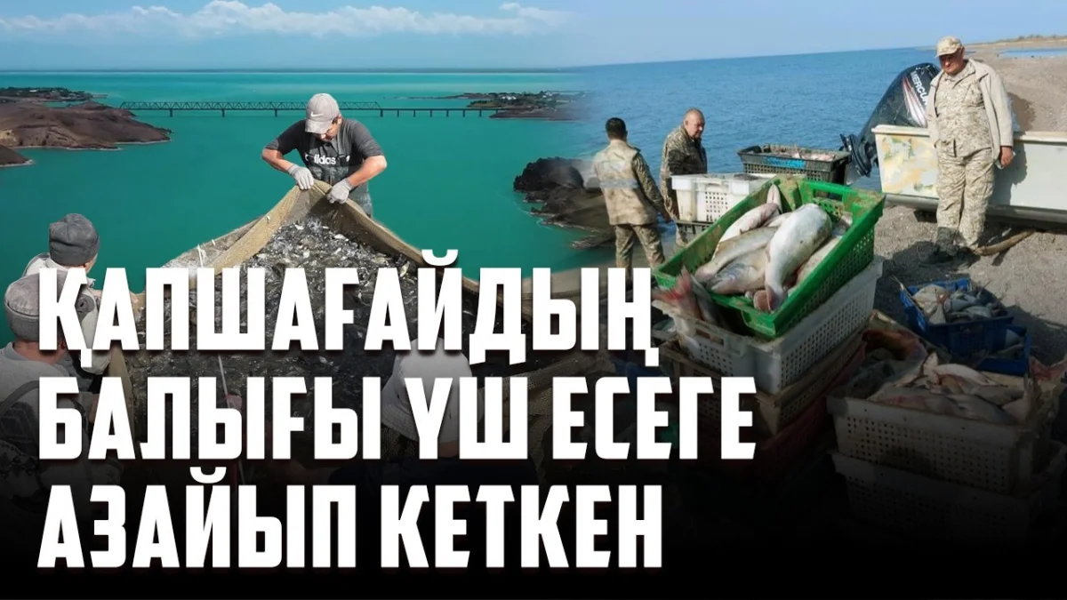 «Экологиялық апат»: Қапшағай су қоймасында небәрі 5 мың тонна балық қалды