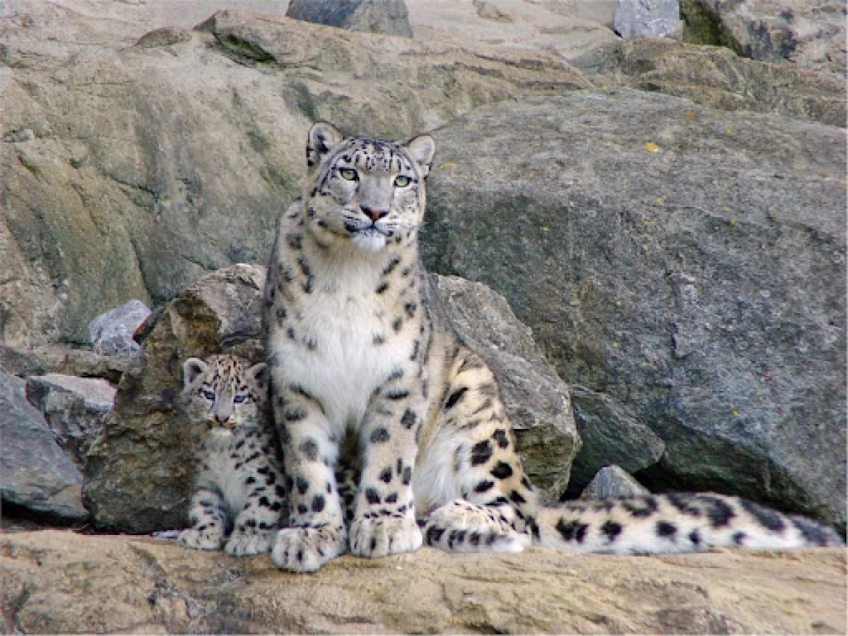 «Snow leopard foundation» қоры Қазақстанда қар барыстарын сақтау және өсіру орталығын құрады