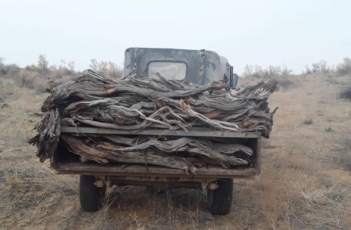 Жамбыл облысында сексеуіл кескен ер адам үш жылға қамалуы мүмкін