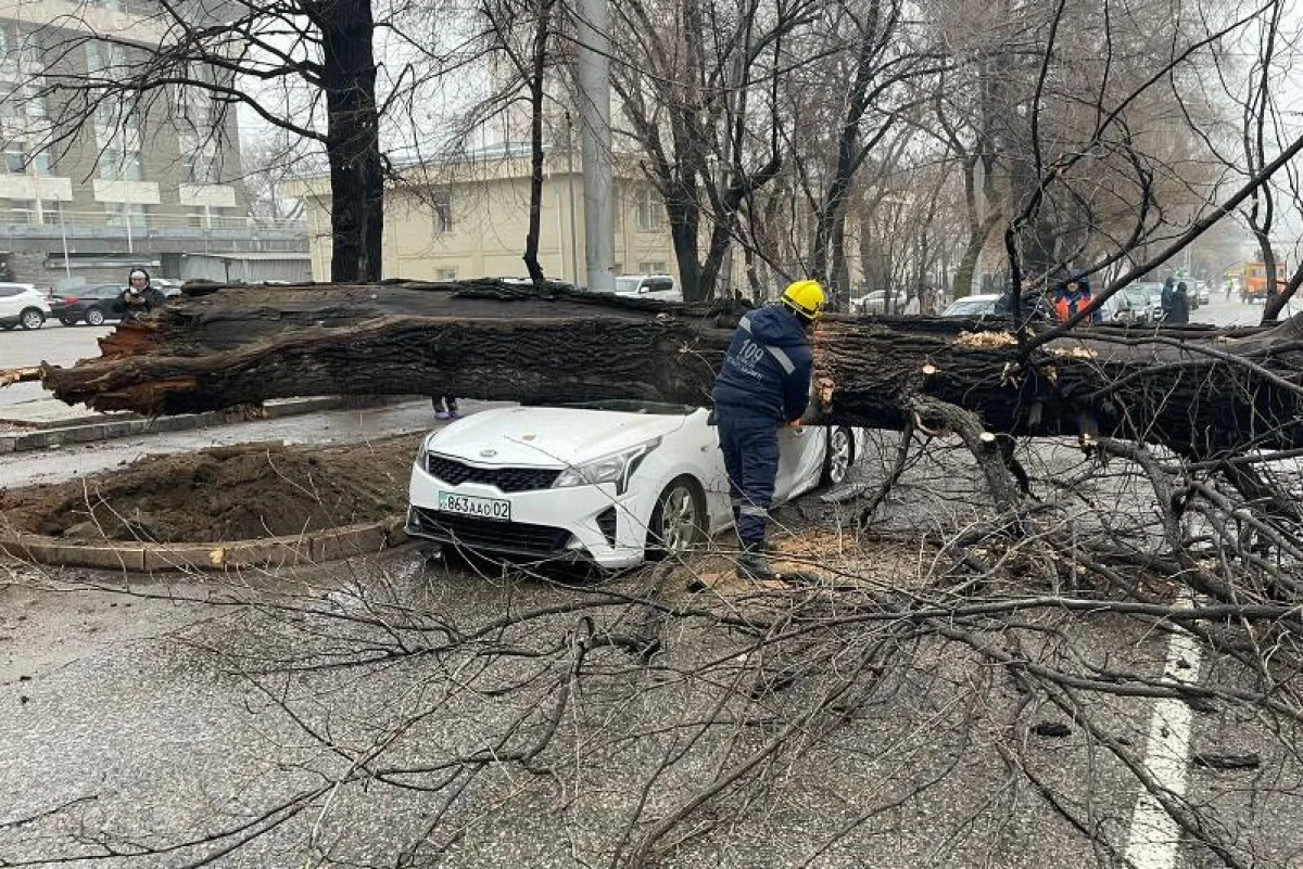 Алматыда шіріген ағаш құлап, су жаңа көліктің талқанын шығарды