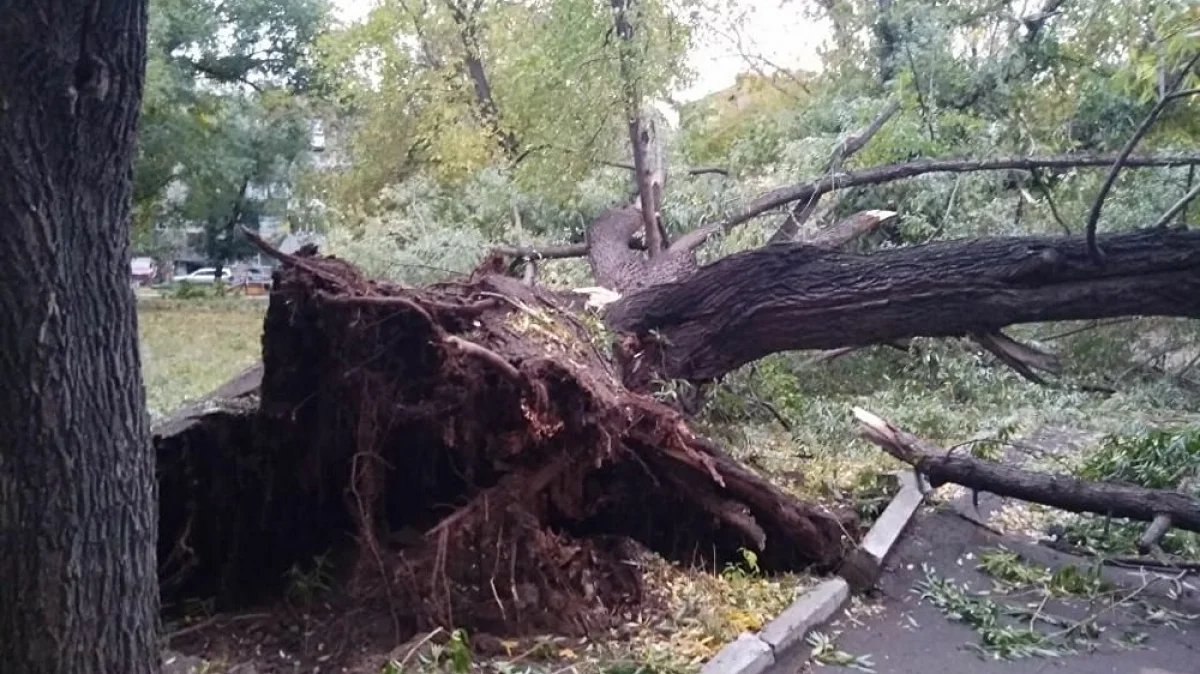Таразда 12 жастағы жасөспірімнің үстіне ағаш құлап, қайтыс болды