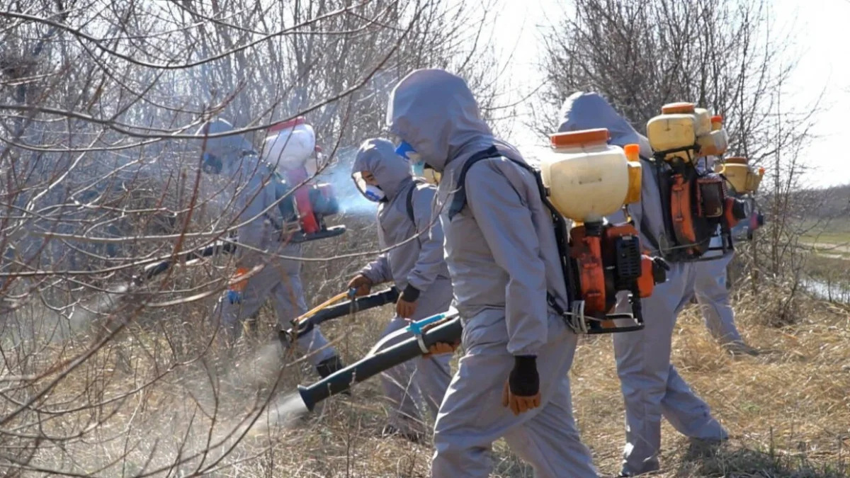 Атырау облысында зиянкестер жайлаған алқап көлемі өсіп барады