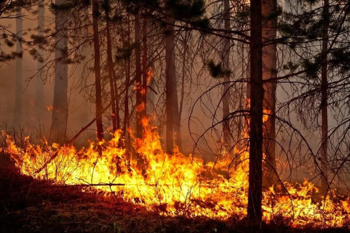 ШҚО-ның Күршім ауданында орман қызыл жалынға оранды