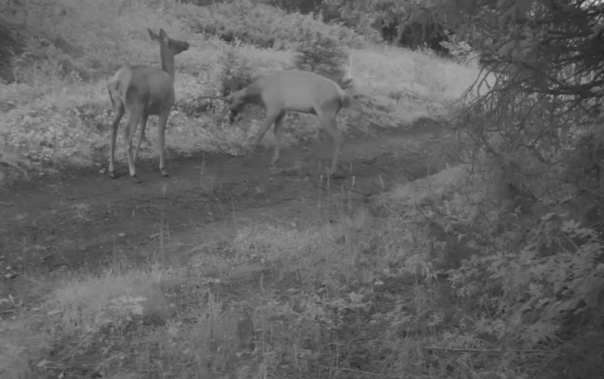 Алматы облысында маралдар фототұзаққа ілікті