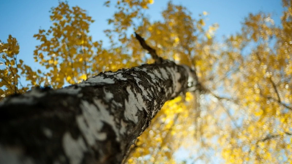 Бүгін еліміздің басым бөлігінде күн ашық әрі шуақты болады