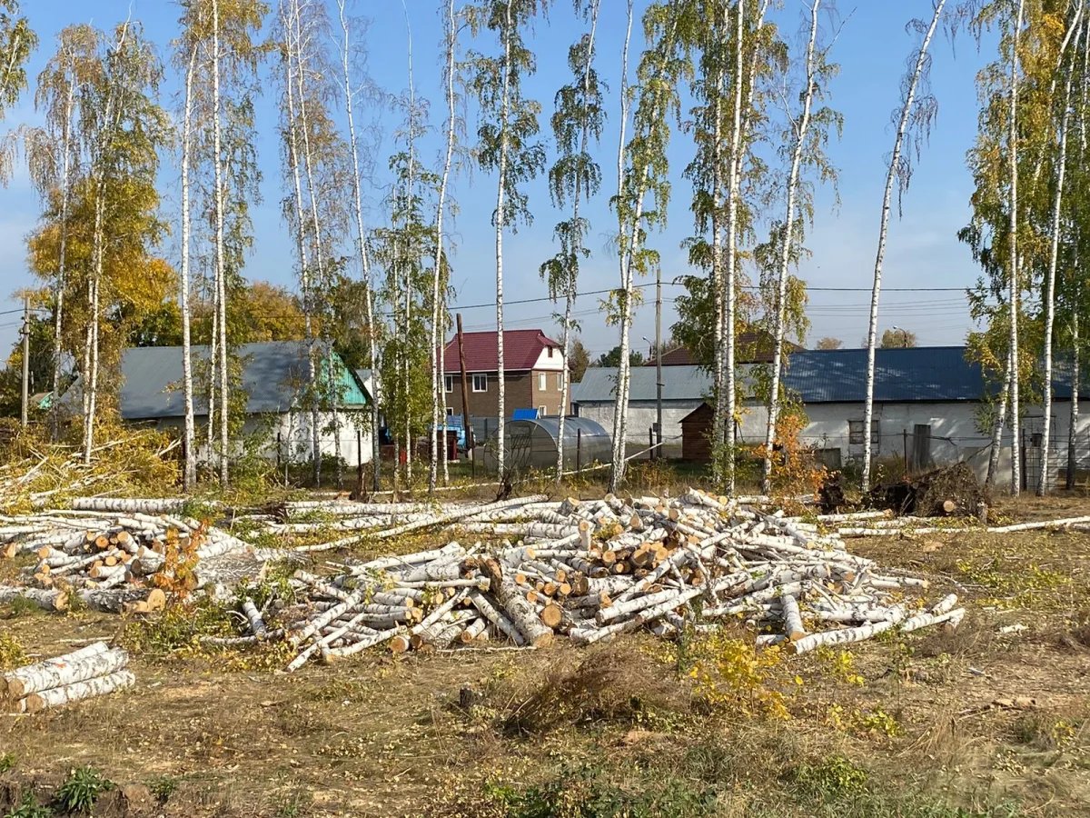 «80 сотық жерді 300 мың теңгеге сатып алдым» - петропавлдық кәсіпкер қайыңдарды отауға қалалық әкімдік рұқсат бергенін айтты