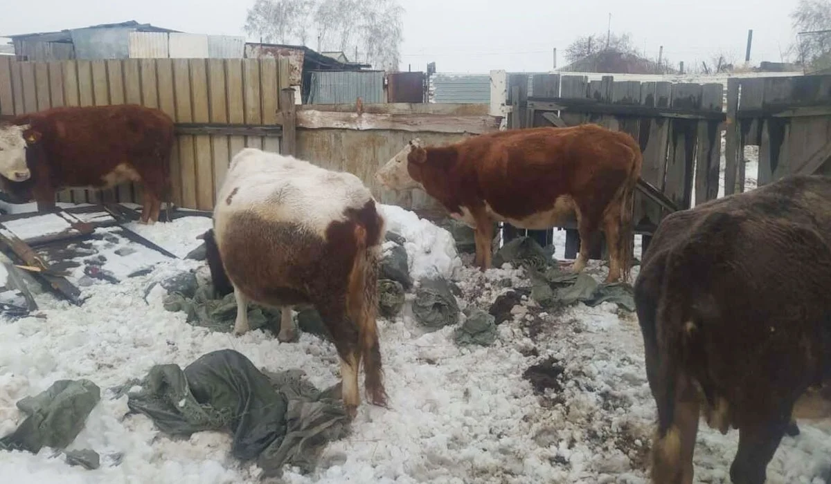 Павлодар облысында былтыр 300 адам малын қараусыз қалдырғаны үшін жауапқа тартылды