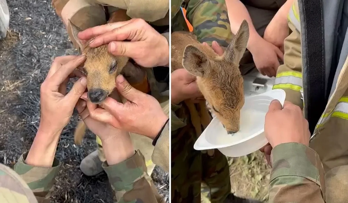 Астаналық өрт сөндірушілер өрт ортасында қалған киіктің лағын құтқарып қалды