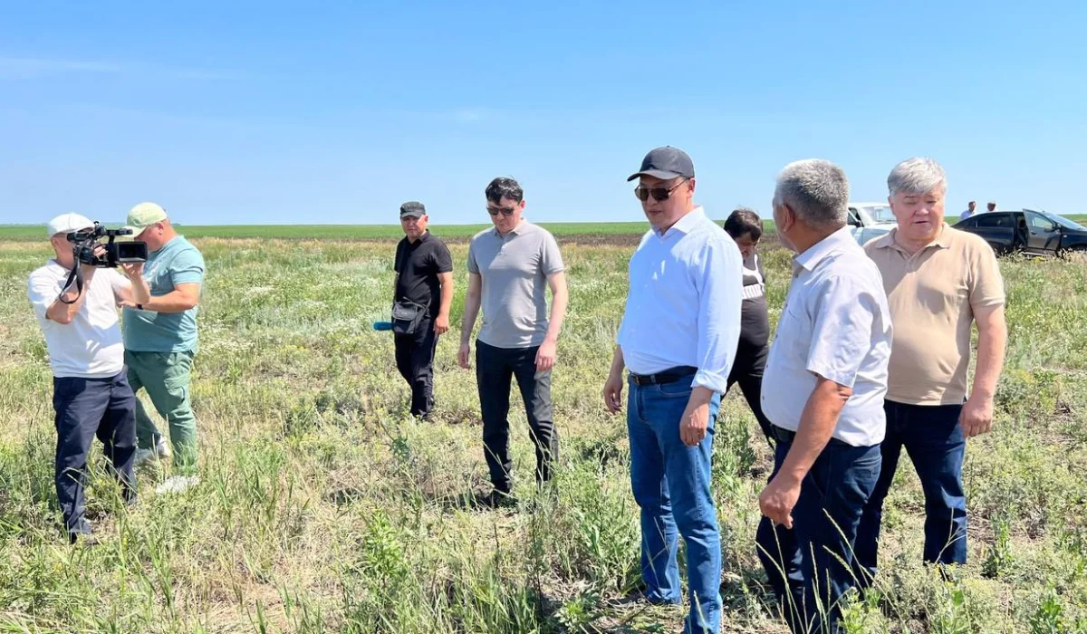 Қазақстан өңірлерінде шегірткенің көбеюіне қатысты жағдай Үкімет бақылауында