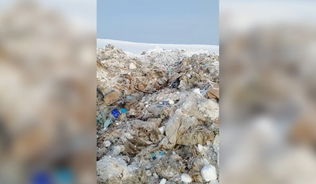 СҚО-да құс фабрикасының жұмысшылары қырылған тауықтарды қарға көміп кеткен