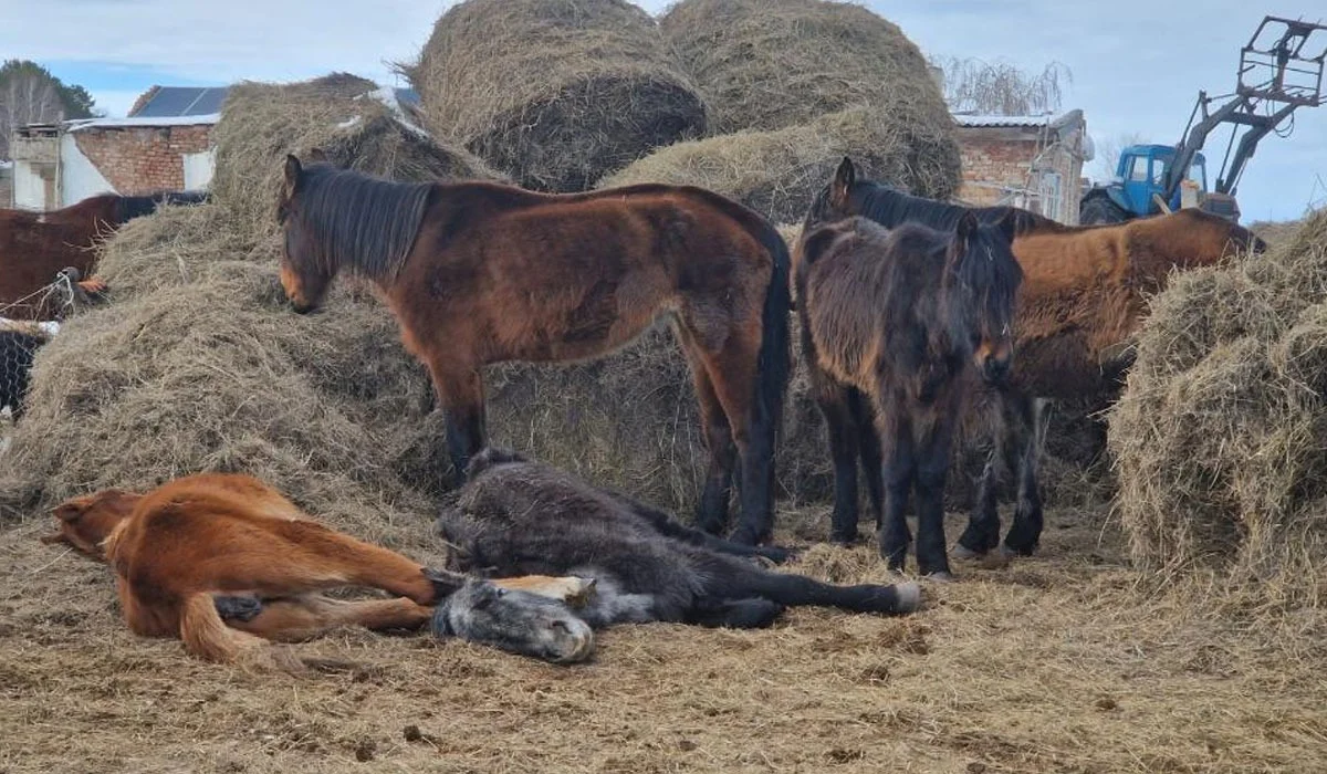 «Өздері кінәлі» - министрлік жылқысы қырылған шаруаларға өтемақы берілмейтінін айтты