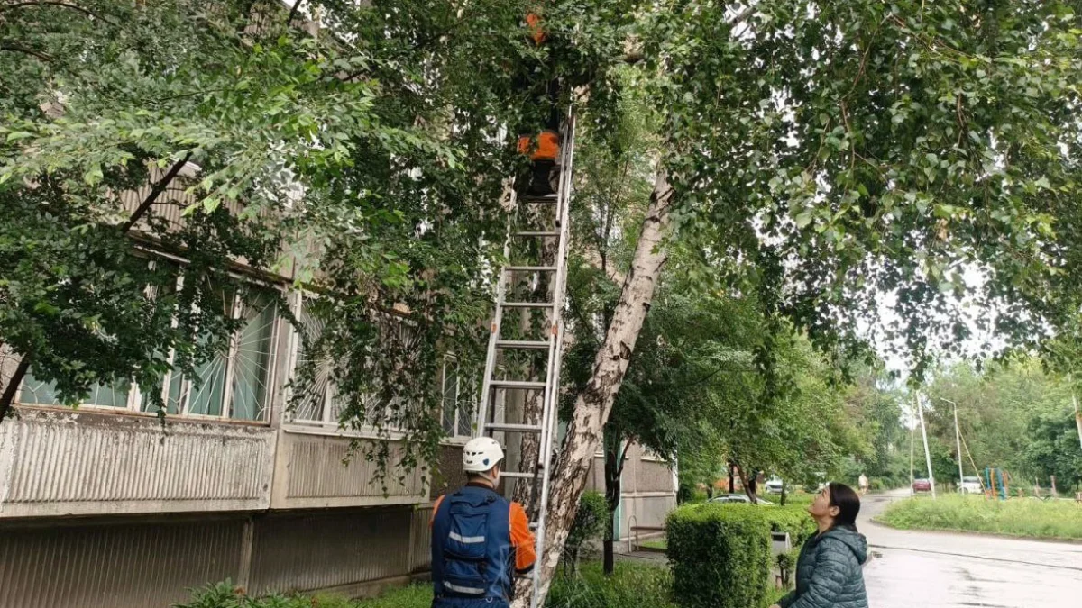 Өскеменде ағаш басына шығып, төмен түсе алмай тұрған мысық құтқарылды