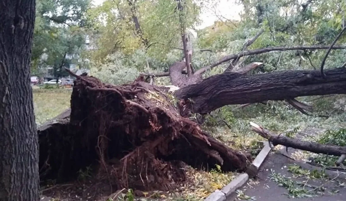 Шіріген ағаш адам өмірі үшін қауіпті: Eco Almaty директоры жазаланды