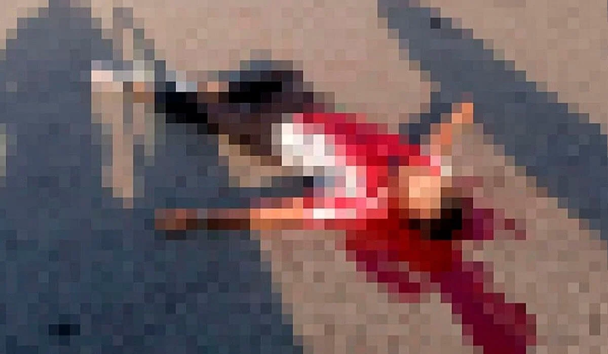 «12 рет пышақ сұққан»: Алматы облысында қылмыстық іс қозғалды