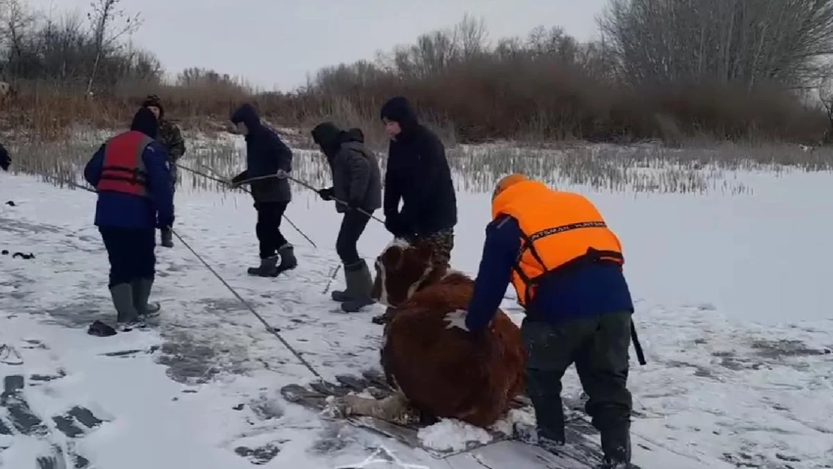 Оралда құтқарушылар мұз үстінде қалып қойған ірі қараны аман алып шықты