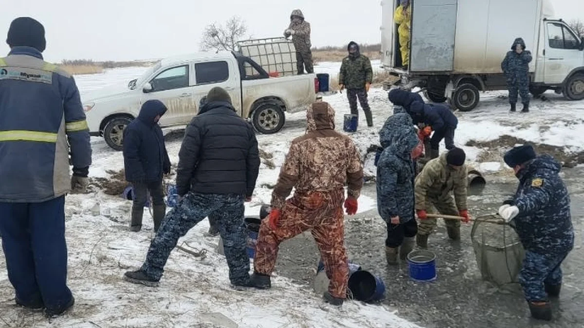 Атырау облысындағы балықтардың қырылуы: тірі қалған 3,2 млн шабақ Жайық өзеніне жеткізілді