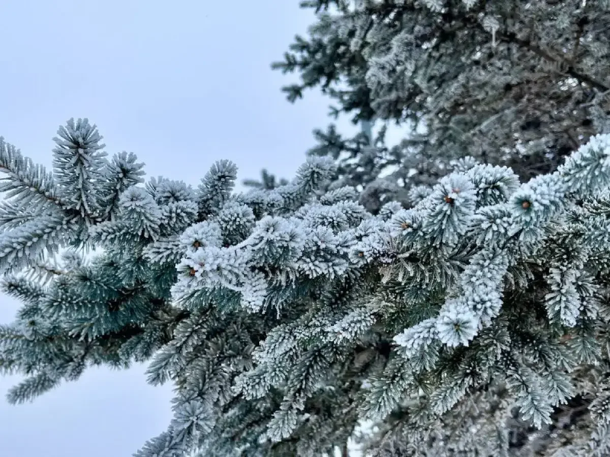 25 қаңтарға арналған ауа райы болжамы белгілі болды