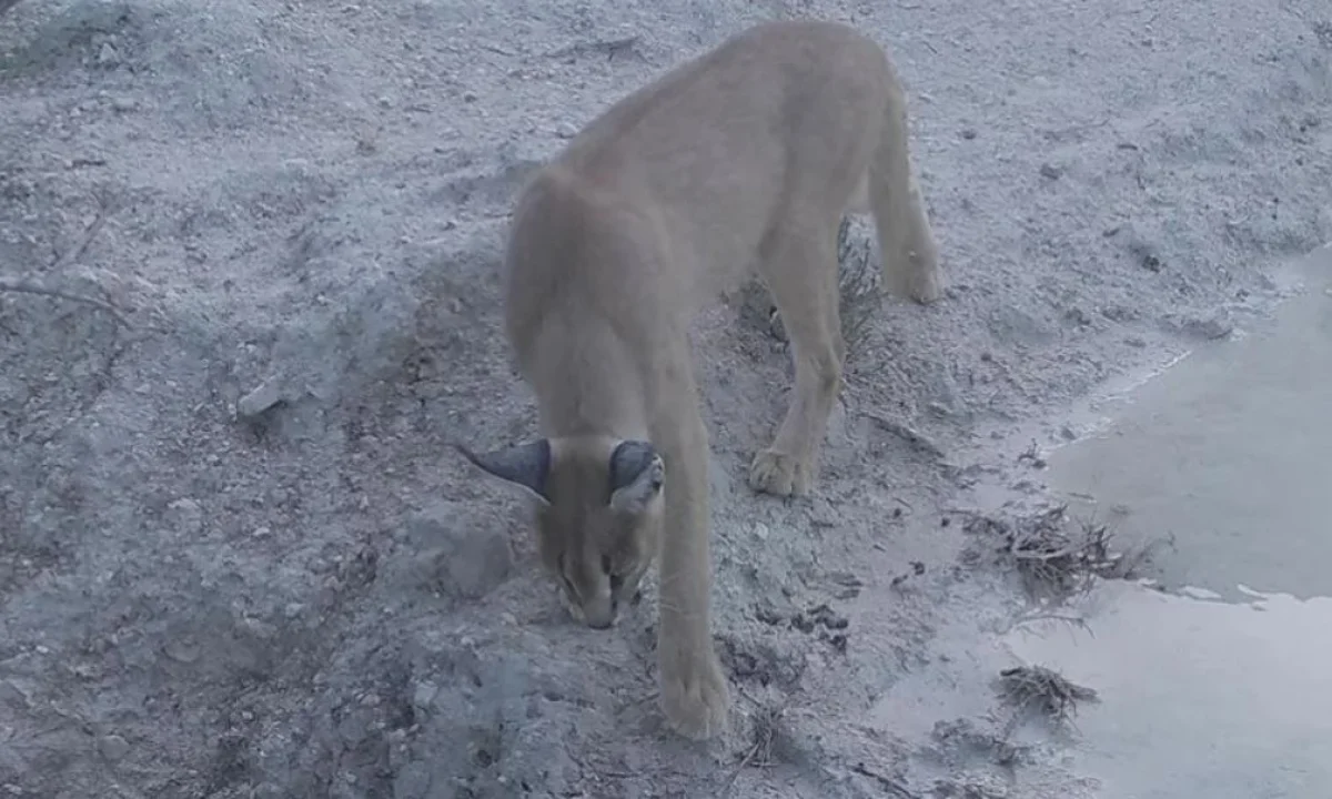 Қыздардың эротикалық фотолары