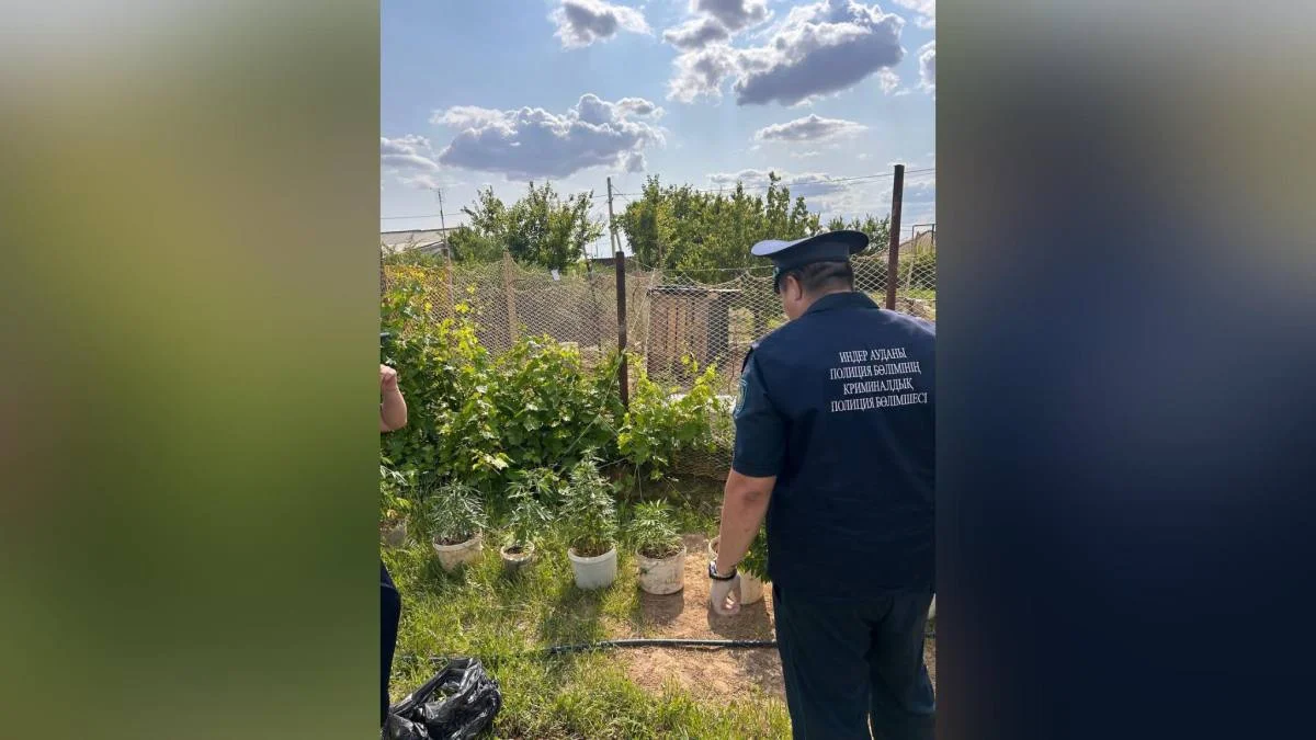 Атырау облысында 16 келі қарасора өсірген адам ұсталды