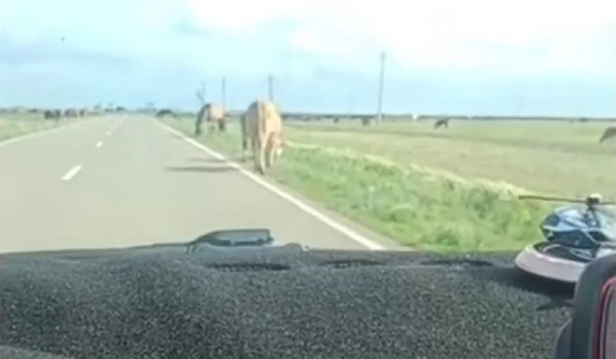 Павлодар облысында «көңілді» жүрген ауыл тұрғыны жүргізуші куәлігінен айырылды