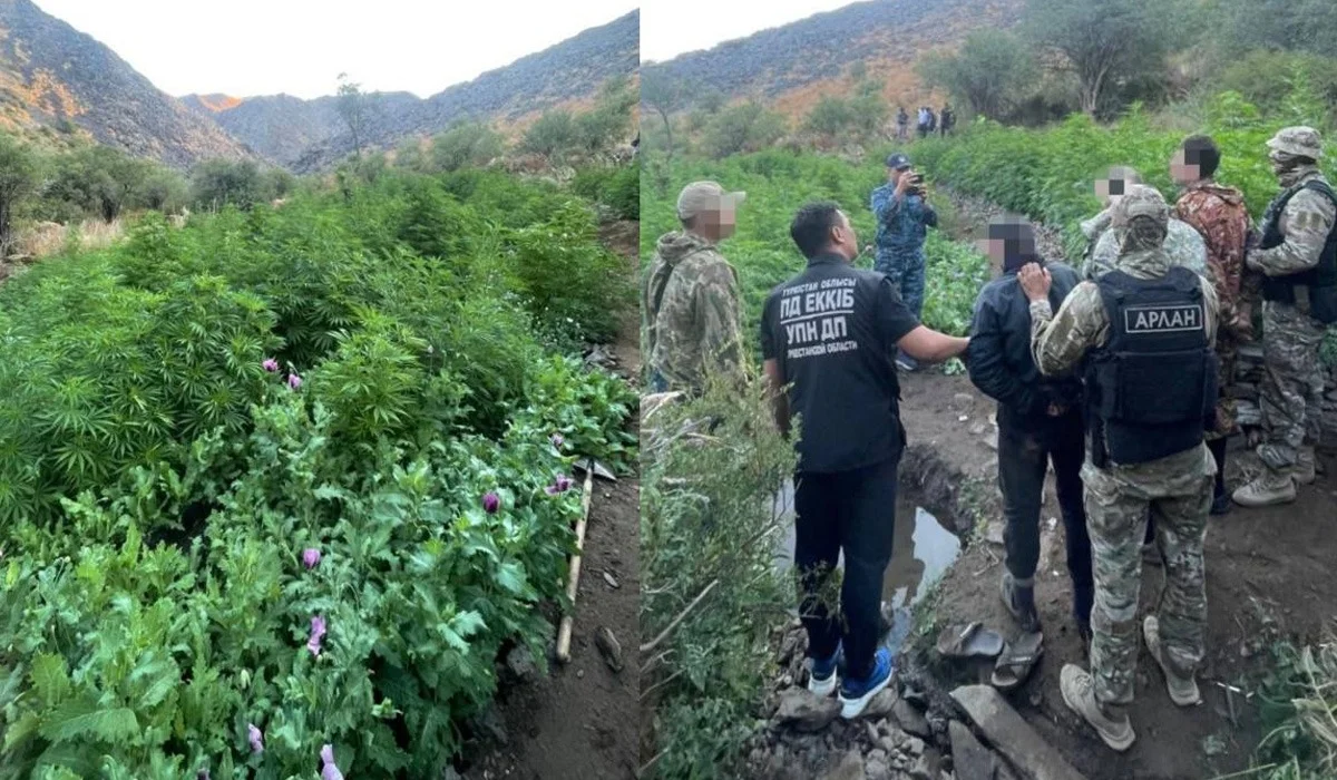 Полиция Созақтың таулы жеріндегі ірі плантацияны кинодағыдай басып алды (ВИДЕО)