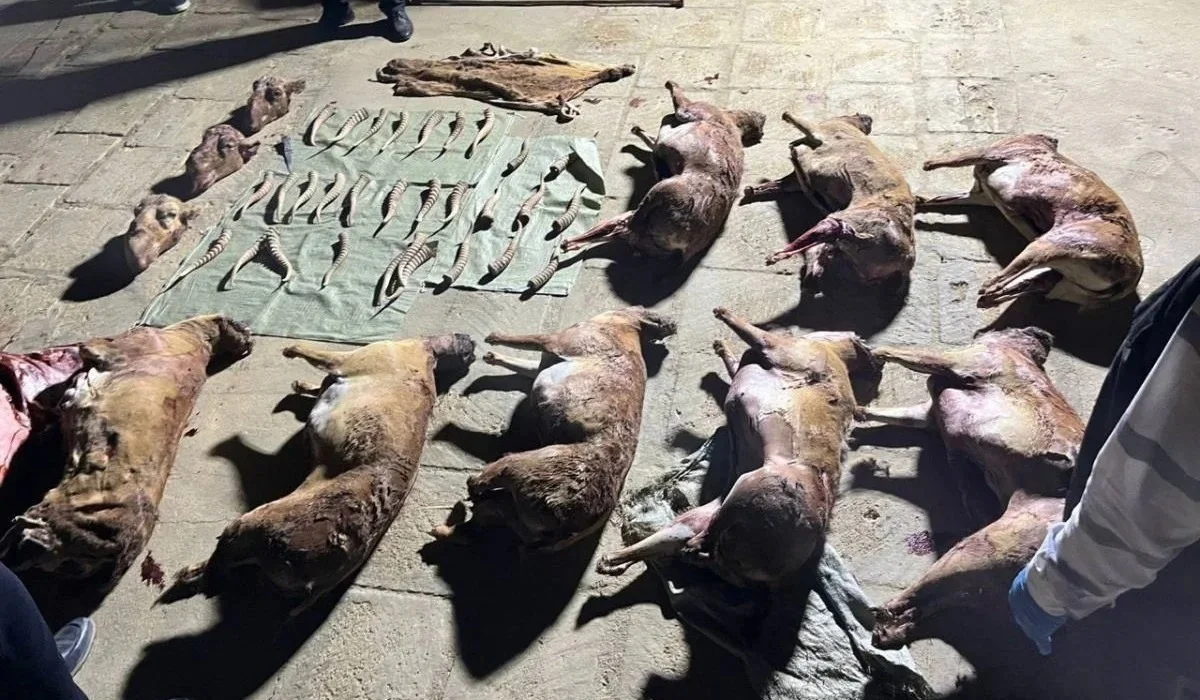 Маңғыстау облысының тұрғынынан ондаған киік мүйізі табылды