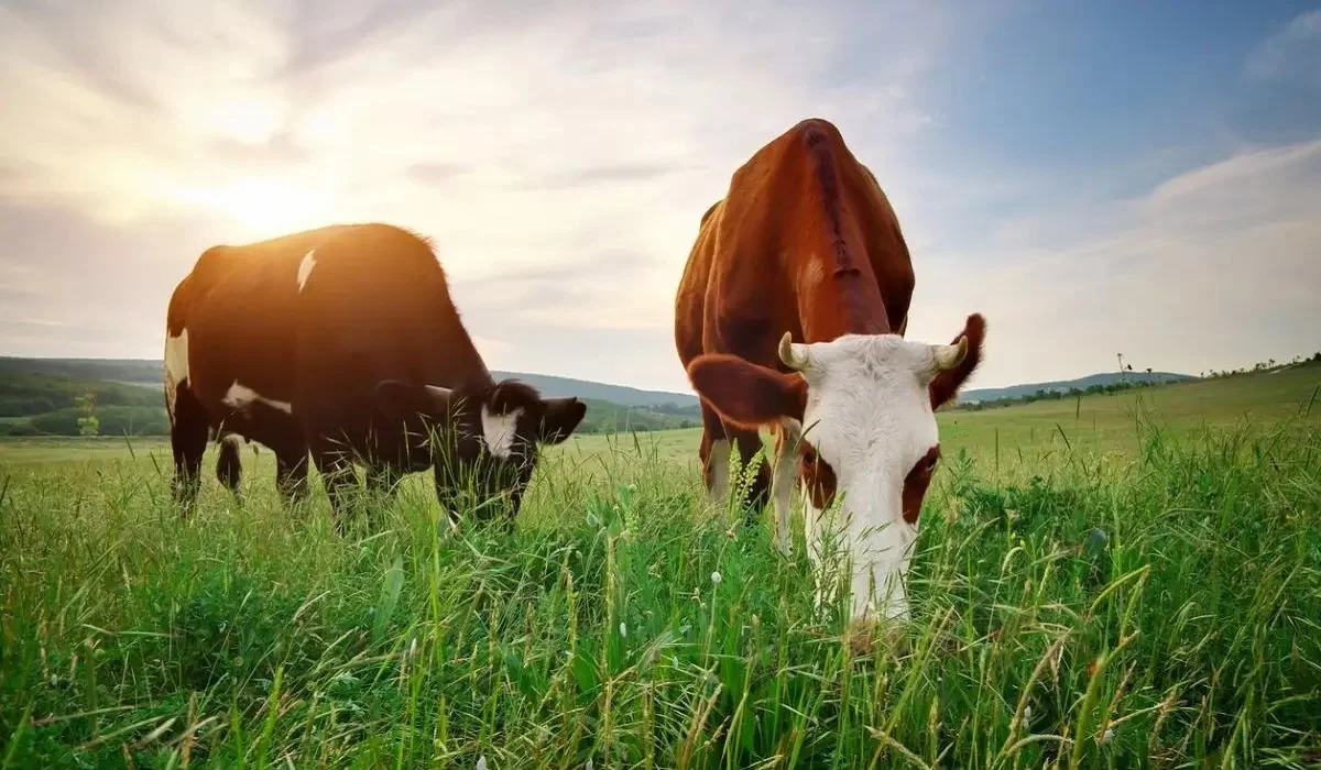 Павлодар облысында 9 ауылдың халқына 3 мың гектар жайылым қайтарылды