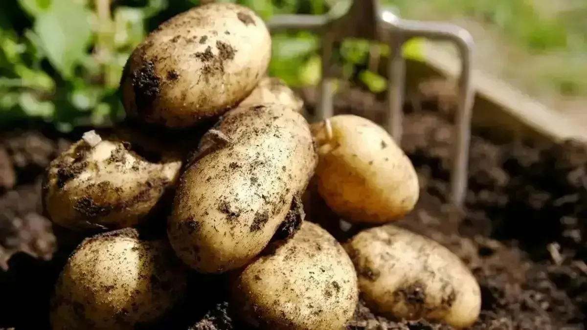 Қазақстанға келесі жылы картоп жете ме