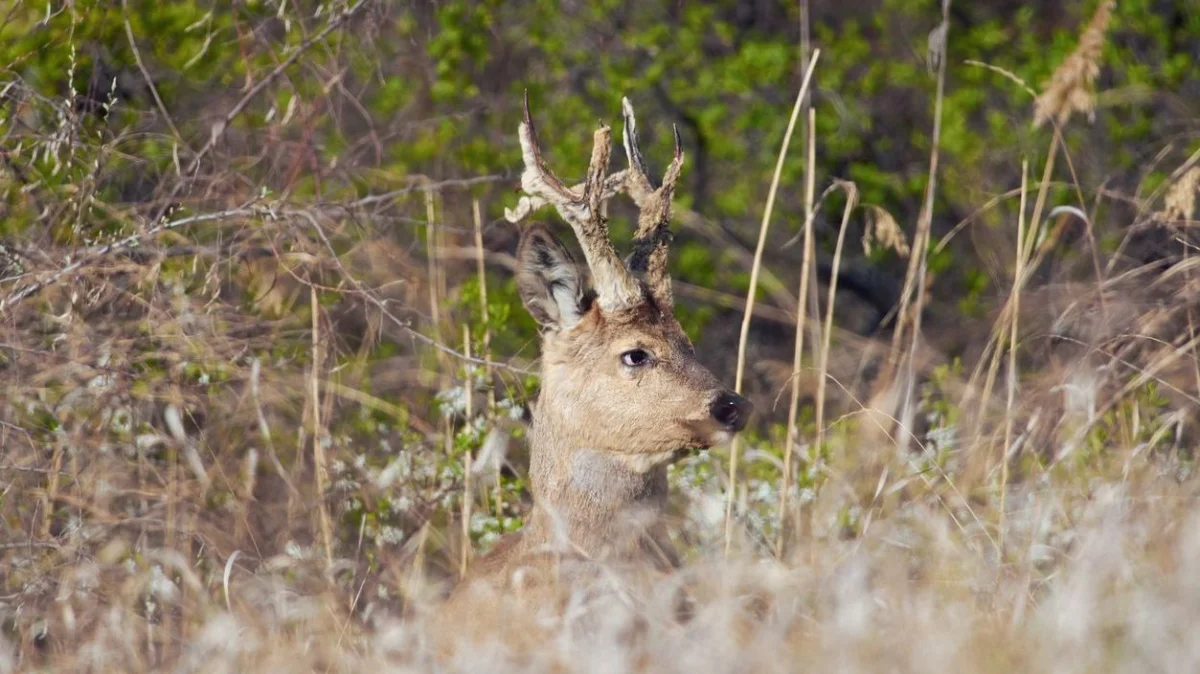 Павлодар облысында елік атқан төрт адам бірнеше жылға сотталып кетті