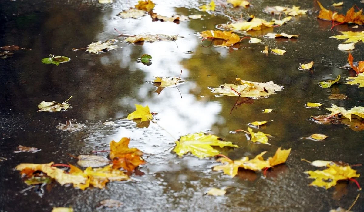 Жаңбыр жауады: елімізде 2 қарашада ауа райы қандай болады