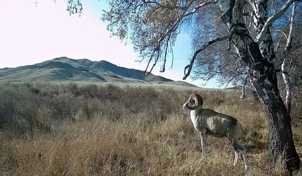 Қарағанды ​​облысында Қазақстанның Қызыл кітабына енген арқар фототұзаққа түсті