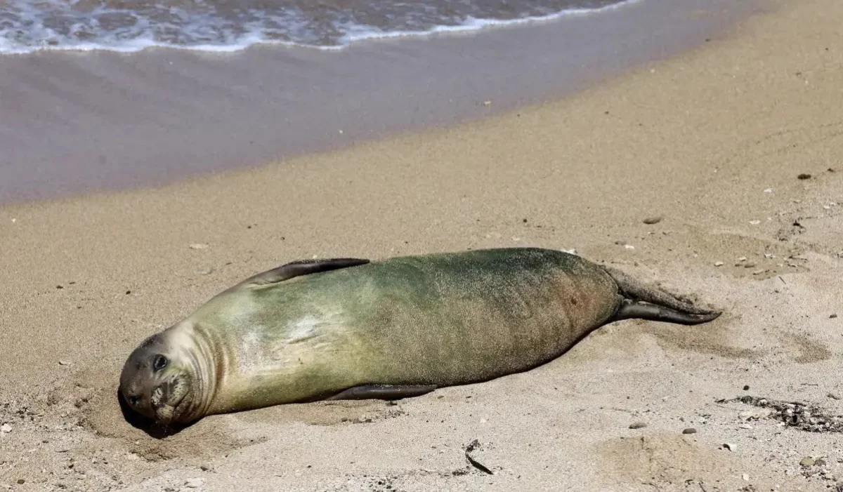 Каспий жағалауында 112 итбалықтың өлексесі табылды