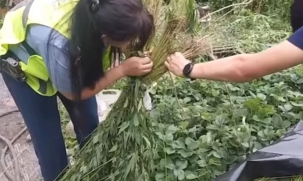 Алматы тұрғыны өз ауласына есірткі өсіремін деп полицейлерге ұсталып қалды