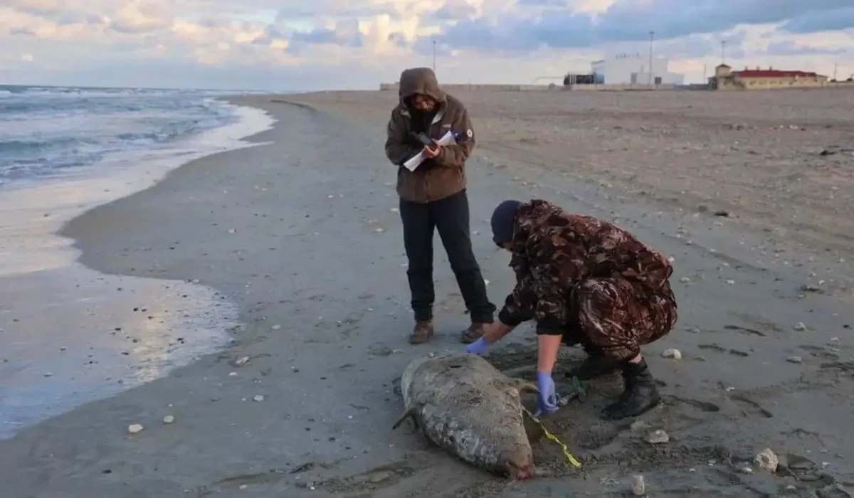 Каспий теңізіндегі итбалықтардың жаппай қырылуының себебі анықталды: мамандар мәлімдеме жасады