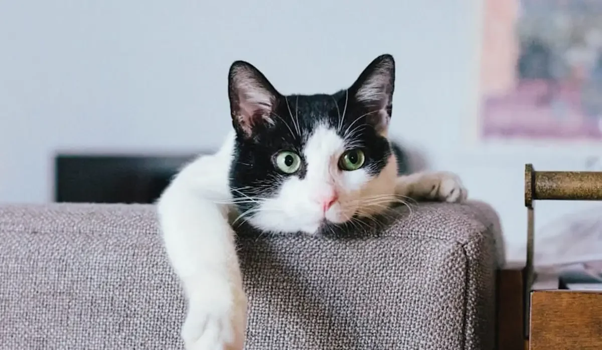 Екібастұзда тірі мысықты постаматқа қамап кеткендер халықтың ашуын туғызды