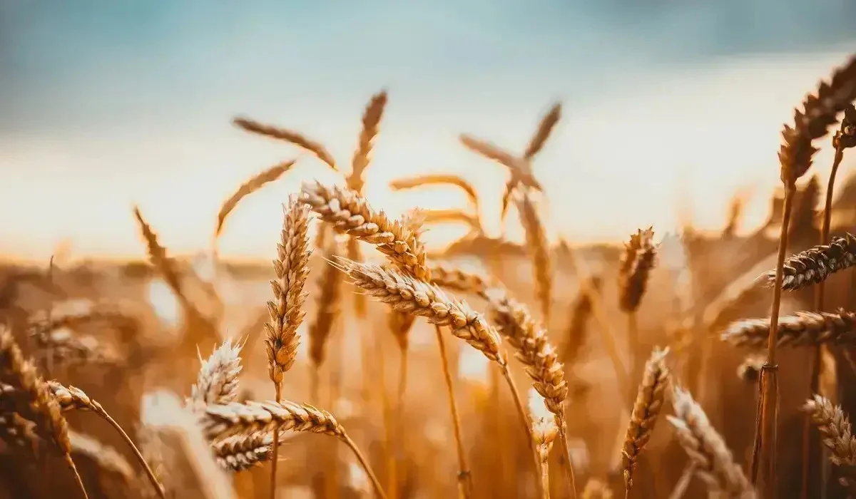 Биыл диқандар 27 миллион тонна астық жинайды – Тоқаев