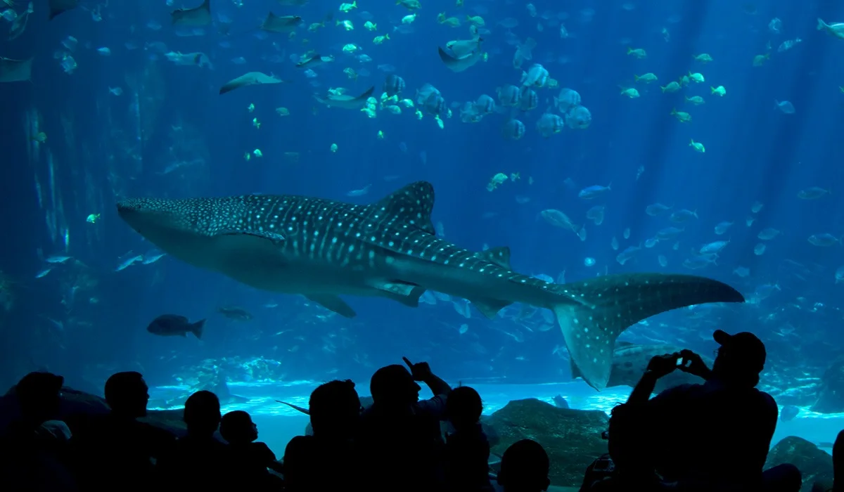 Билеті 25 мың теңге: Астанадағы океанариумда «дискотека» өте жаздады