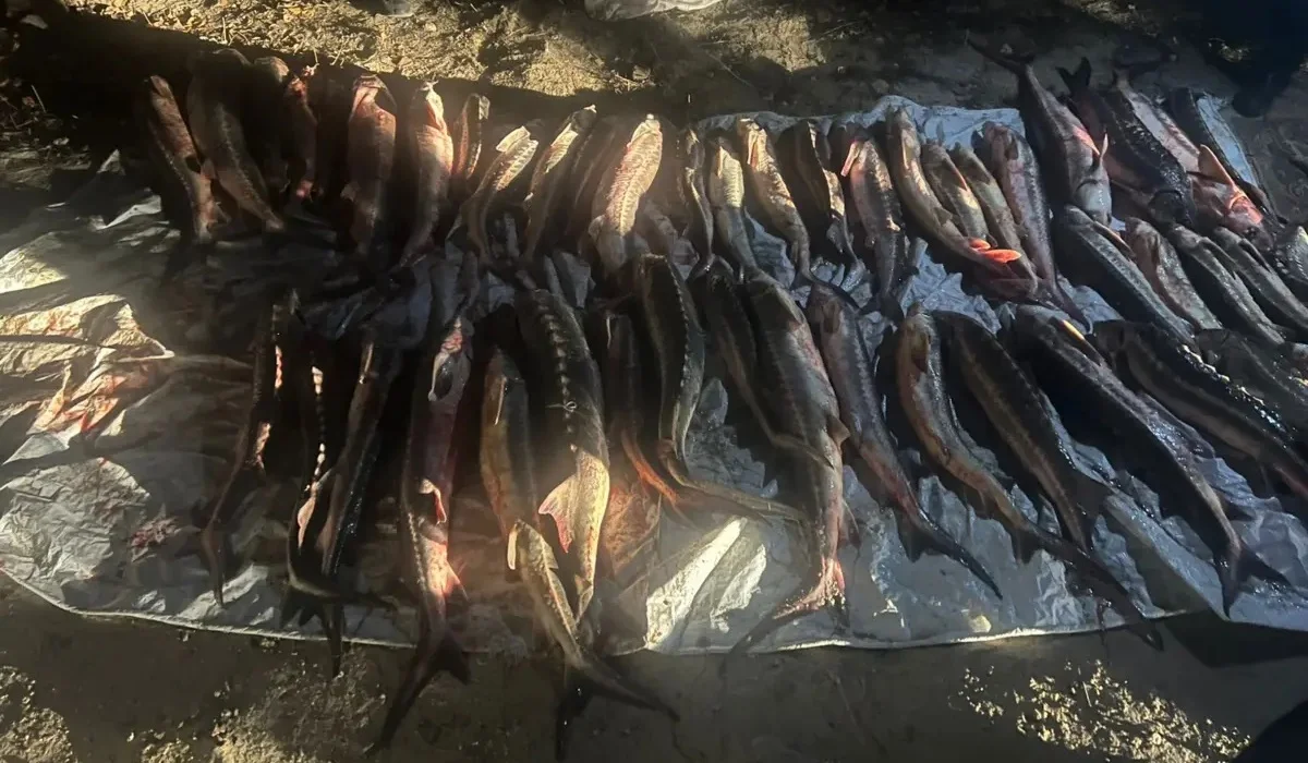 Маңғыстау облысында 300 килоға жуық бекіре балығын аулаған ер адам ұсталды