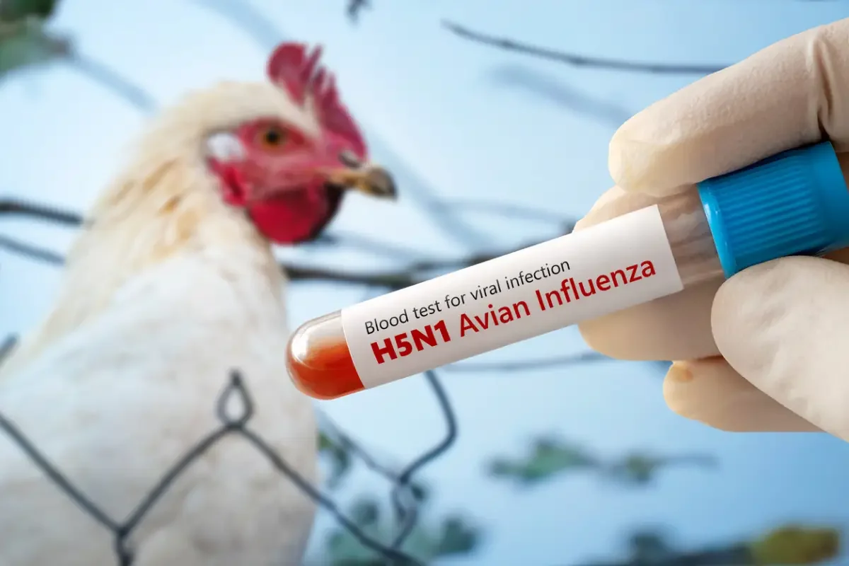 Әлемде алғаш рет H5N5 құс тұмауынан бір адам қайтыс болды