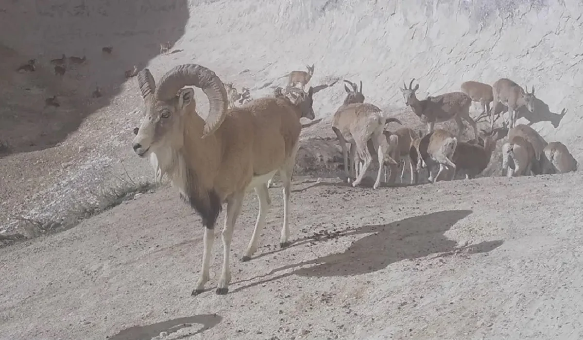 Сирек кездесетін жабайы аңдар: «Қызылсай» паркінде түсірілген видео жарияланды