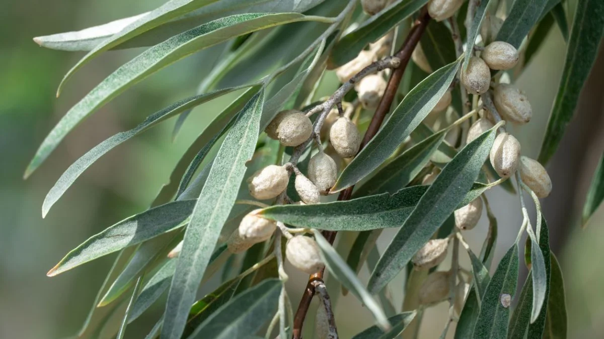 Маңғыстау облысында бір млн зәйтүн ағашы отырғызылмақ