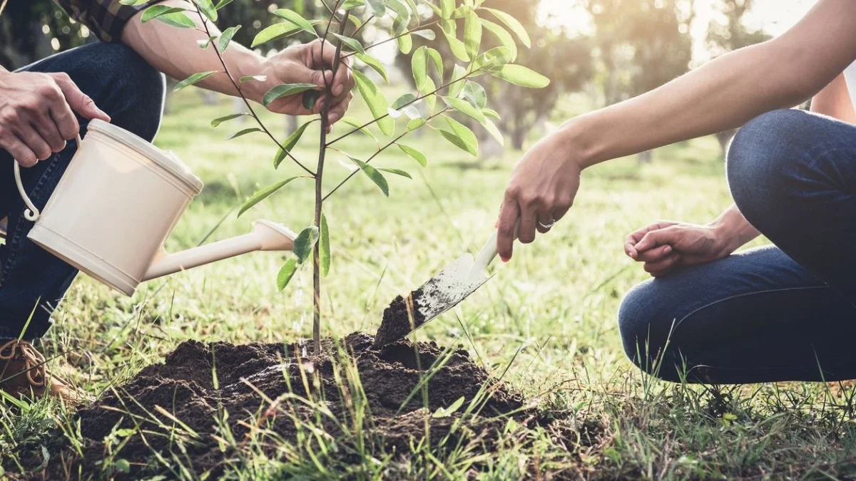 Қазақстанда 2027 жылдың соңына дейін 2 млрд ағаш отырғызылады