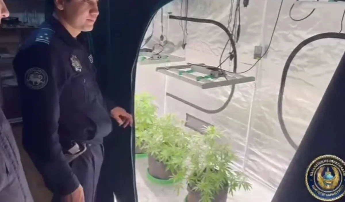 Алматыда көпқабатты үйдің пәтеріне есірткі өсірілген