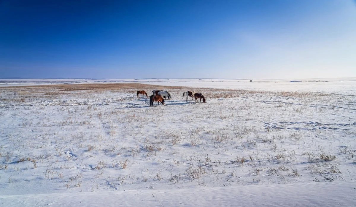«Мал суаруға кеткен»: Батыс Қазақстанда жоғалған адам қыстаудан табылды